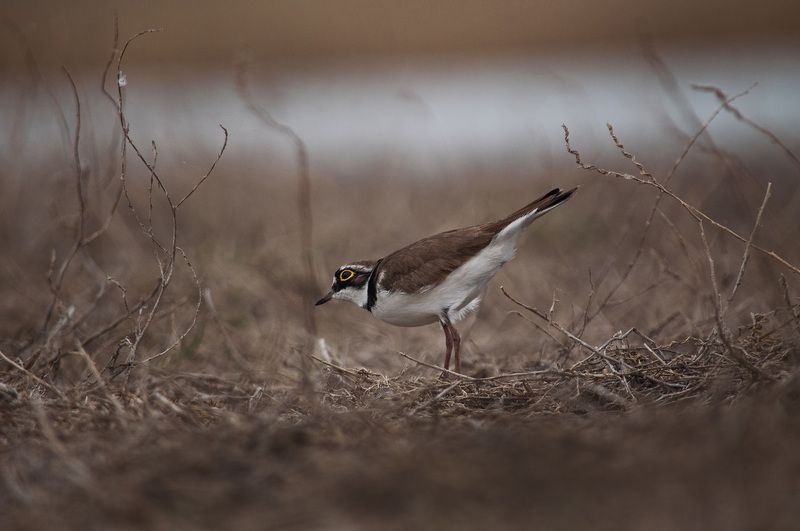 Малый зуёк фото превью