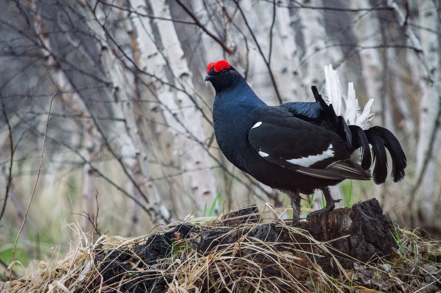 , Андрей Красников