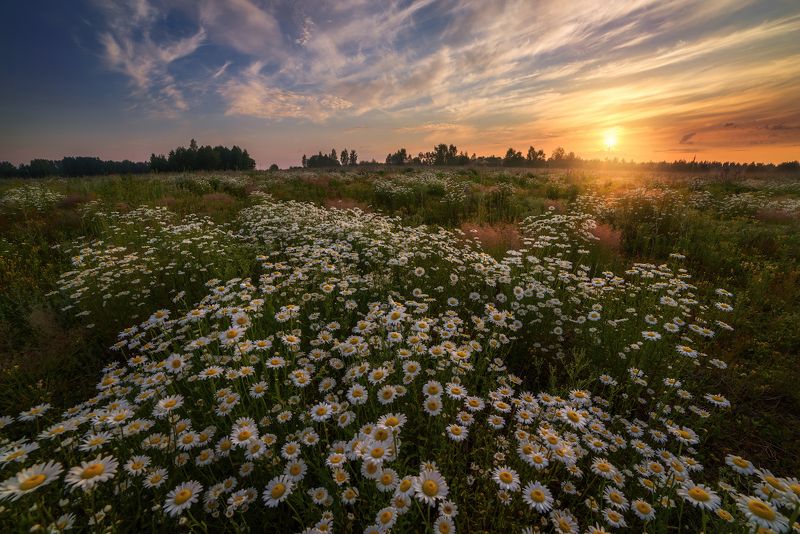 Раз ромашка, два ромашка! фото превью