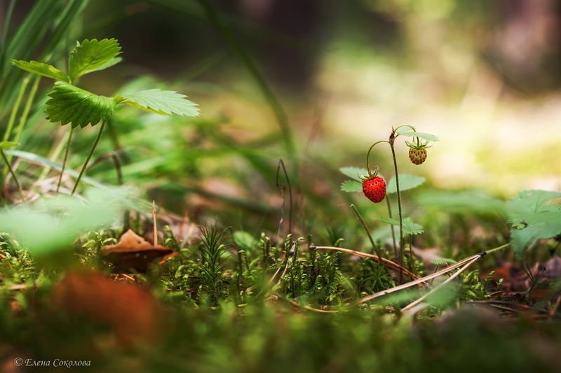 земляника, ягода, макро, лето Земляничинка фото превью