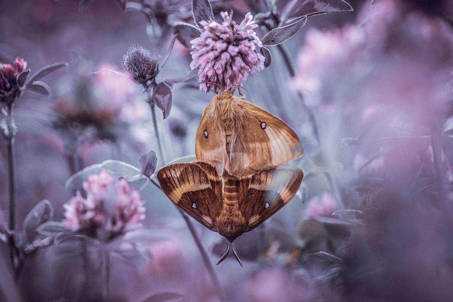 , Лапшина Владлена