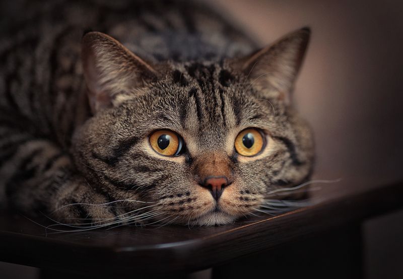 ---= про котика и его усы =--- фото превью
