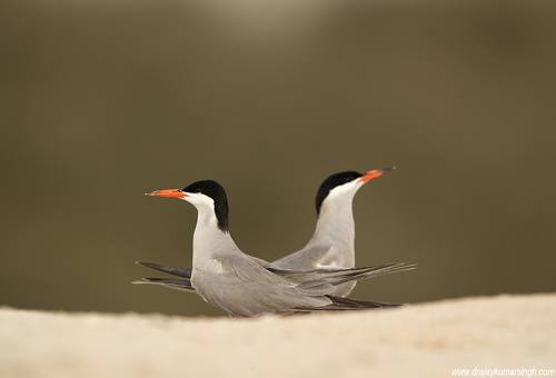 White-cheeked tern