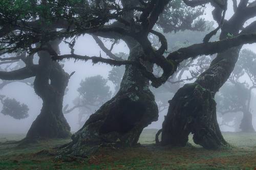 The Dancing Ents