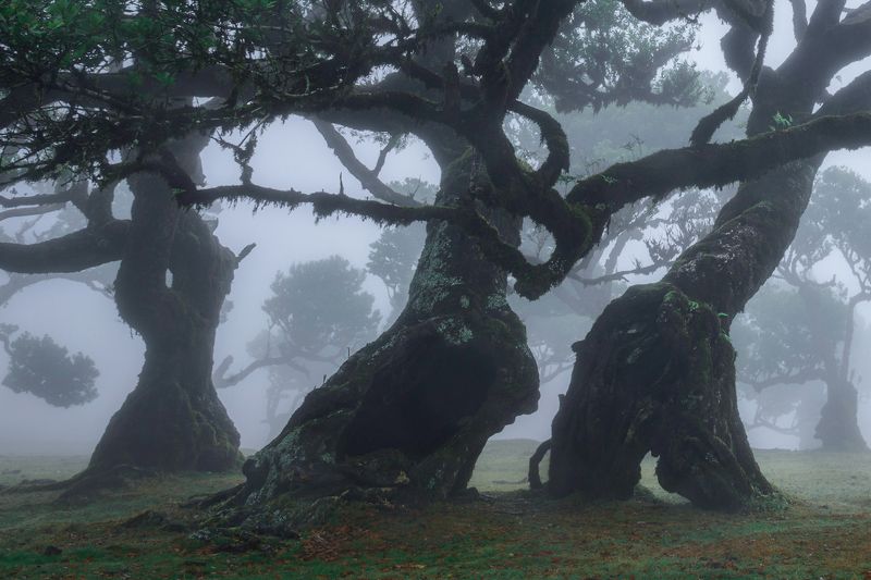 Landscape tree forest mood dark fanal madeira portugal The Dancing Ents фото превью
