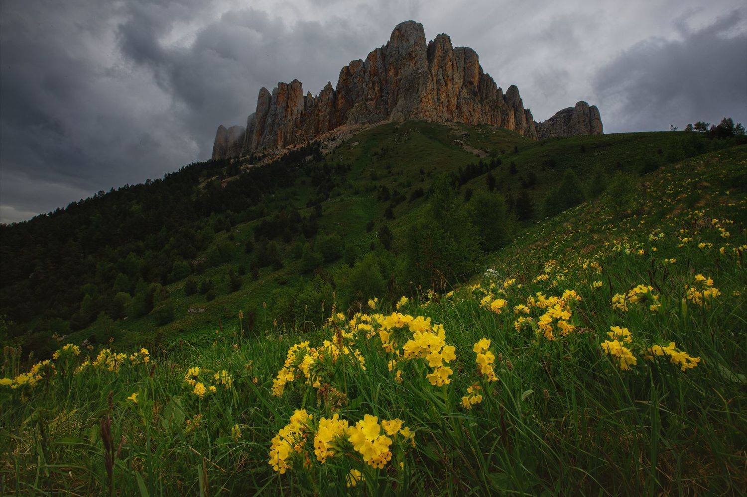 Адыгея, цветы, горы, Кавказ, Большой Кавказ, Тхач, Природный парк Большой Тхач, Дмитрий Шишкин