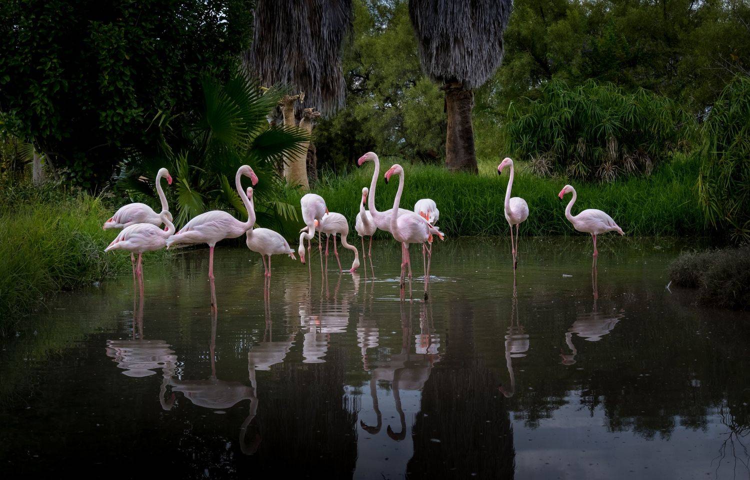 фламинго, намибия, нд, птицы, flamingos, namibia, birds, намибия 2021, Демкина Надежда