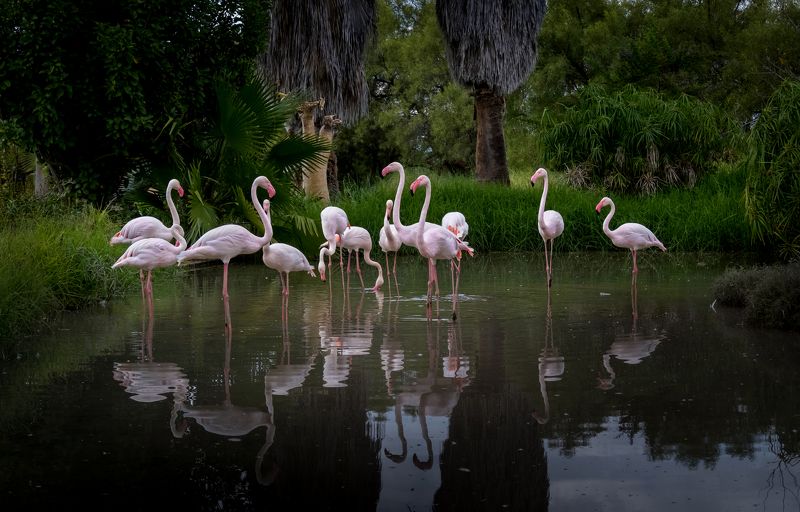 фламинго, намибия, нд, птицы, flamingos, namibia, birds, намибия 2021 Сонное царство фото превью