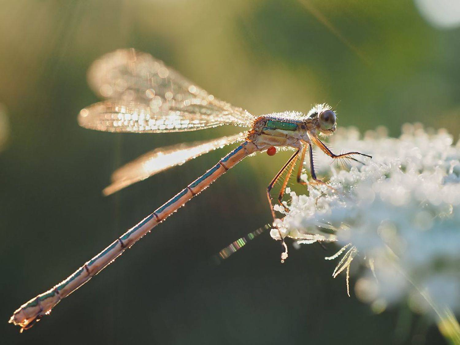 , Сергей Калёв