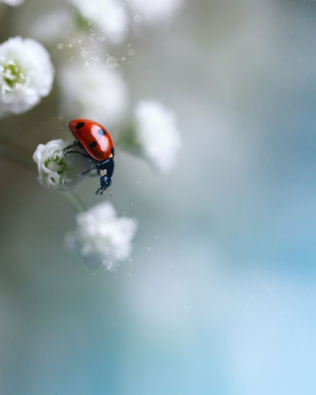 macro, nature, макро, насекомые, природа  фото превью