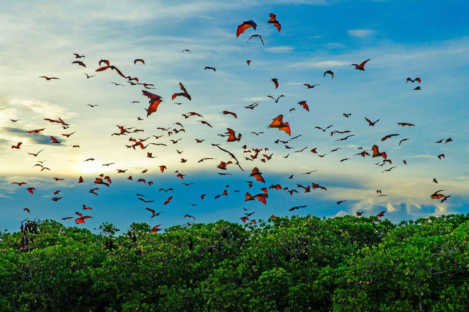 летучая лисица, летучая мышь, полет, стая, закат, вечер, мангровые заросли, индонезия, азия, дикая природа, летать, Сытилин Павел