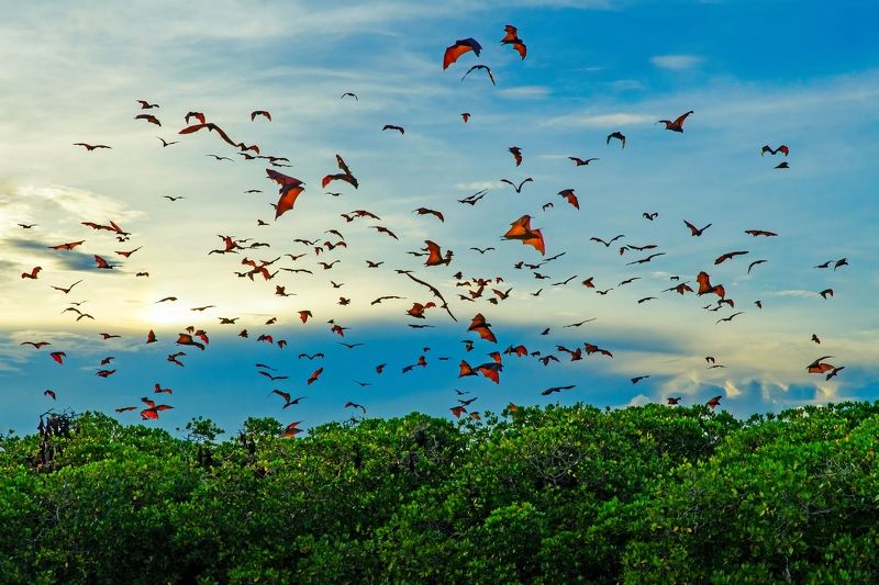 летучая лисица, летучая мышь, полет, стая, закат, вечер, мангровые заросли, индонезия, азия, дикая природа, летать Стая летучих лисиц над мангровыми зарослями фото превью