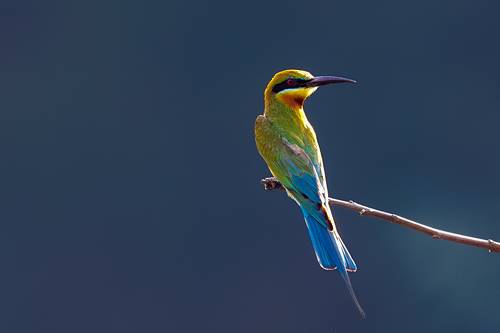 Merops philippinus