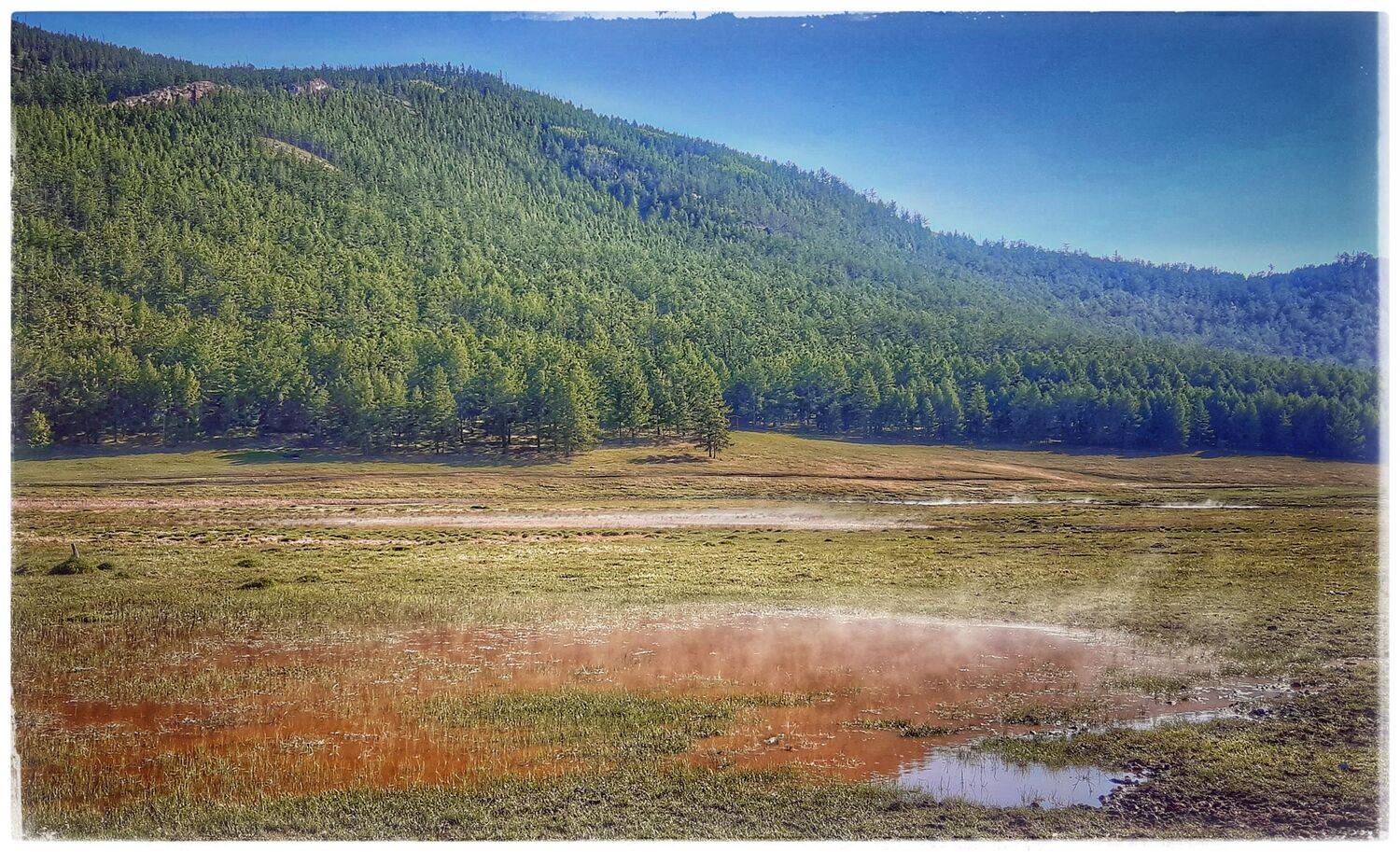 Ольхон, лес,природа. , Наталья