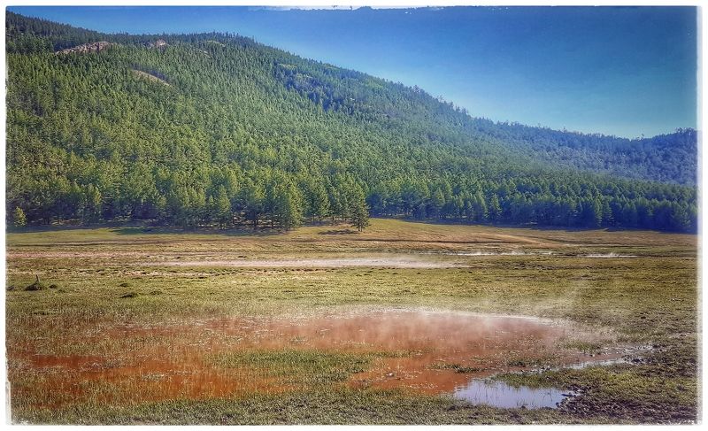 Ольхон, лес,природа.  Ольхон. фото превью