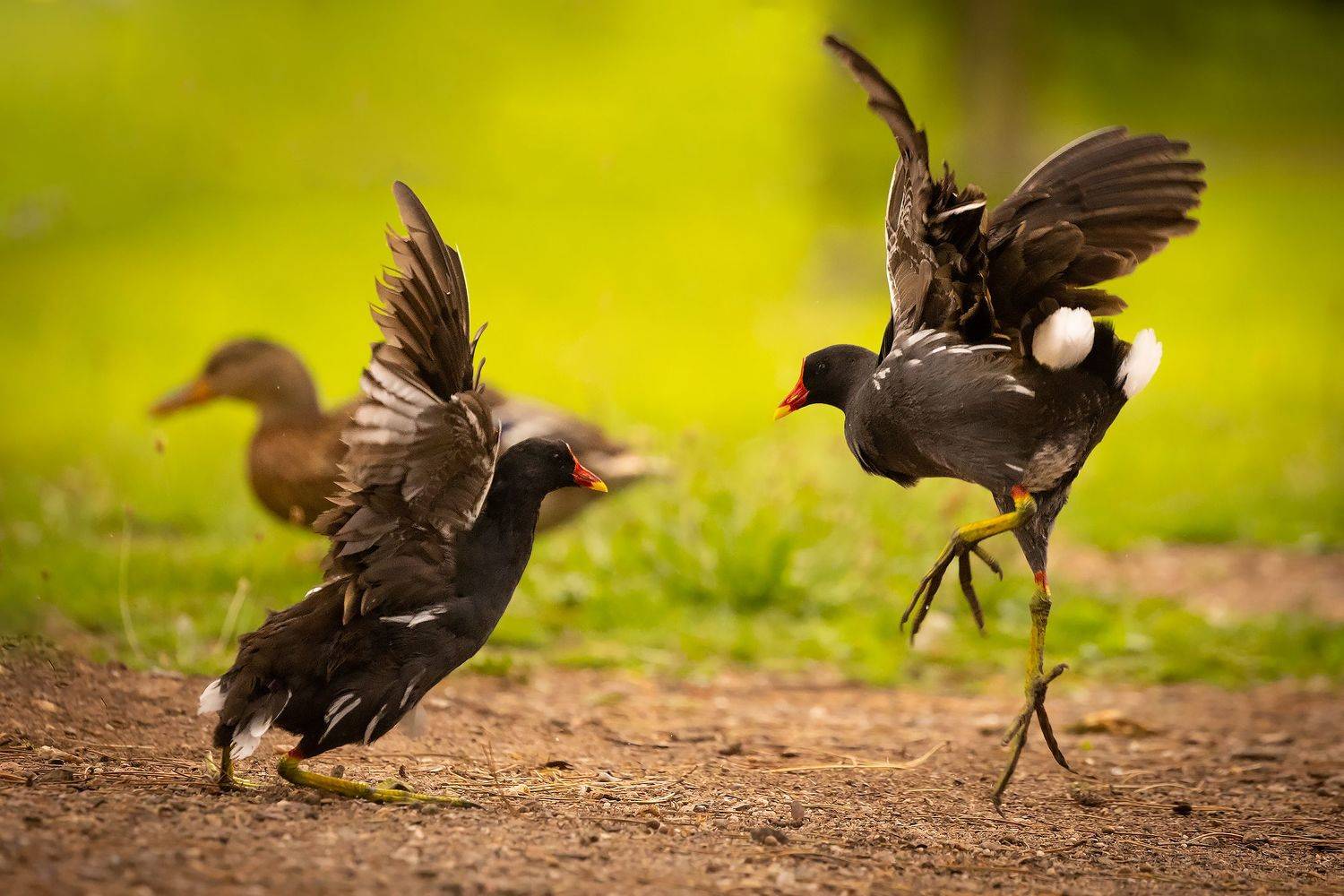 , Robert Adamec