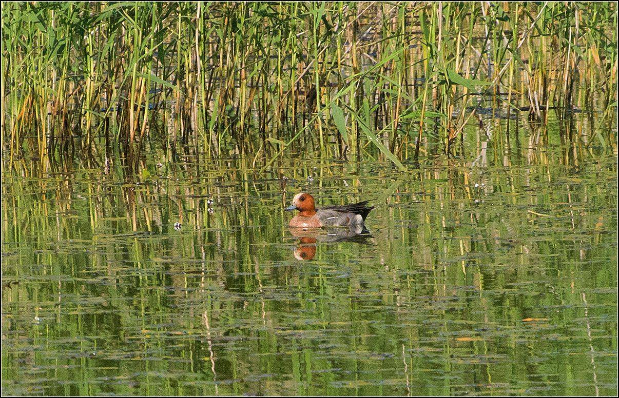 московская обл., пруд,лес, птица, АНАТОЛИЙ ДОВЫДЕНКО