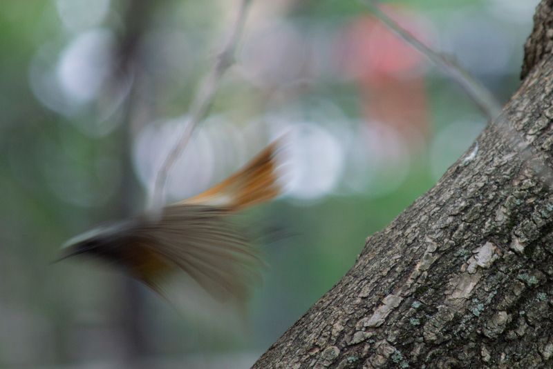 Полет горихвостки фото превью