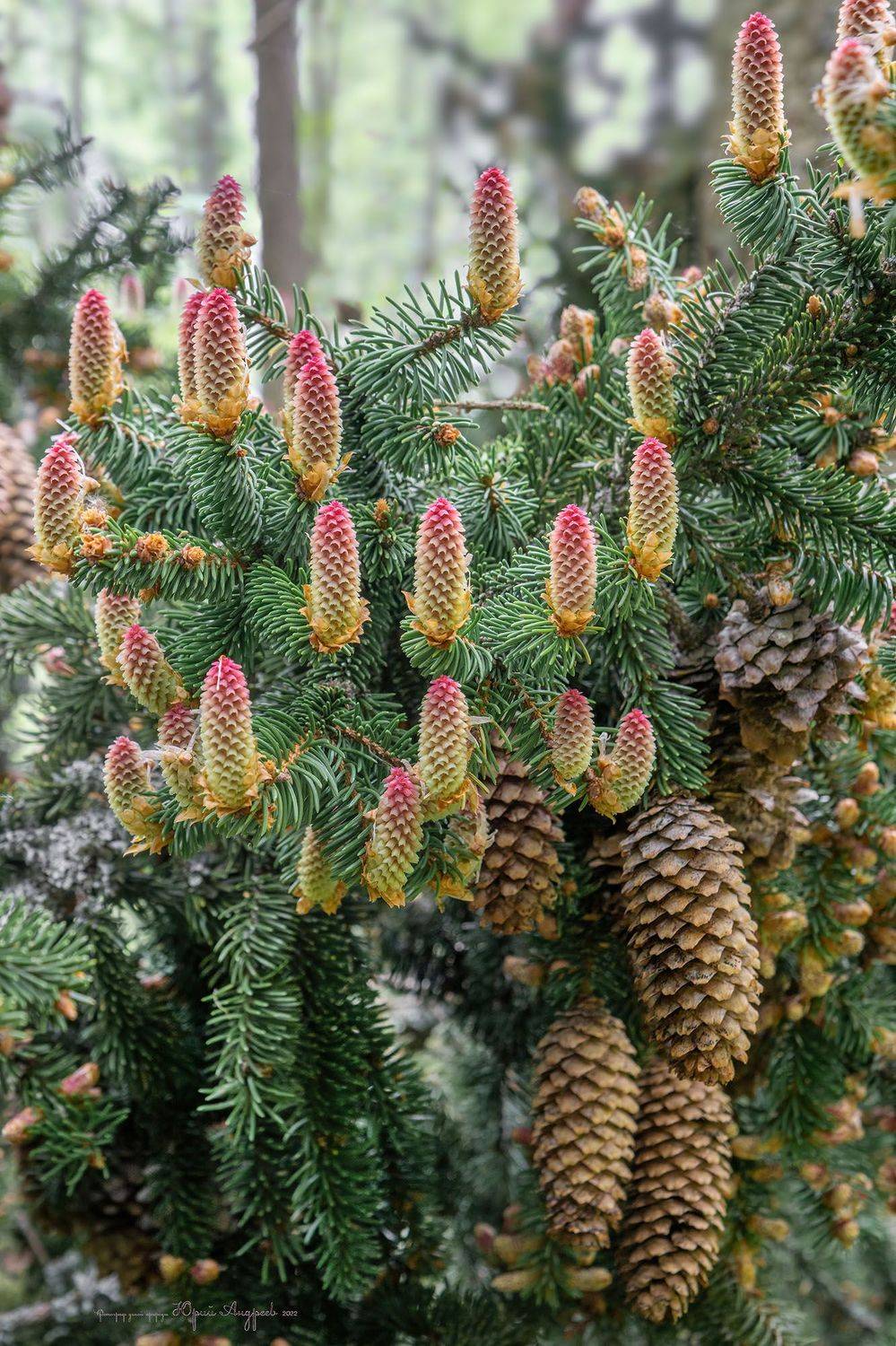 ель, цветы ели, шишки еловые, побеги еловые, еловый лес, Юрий Андреев