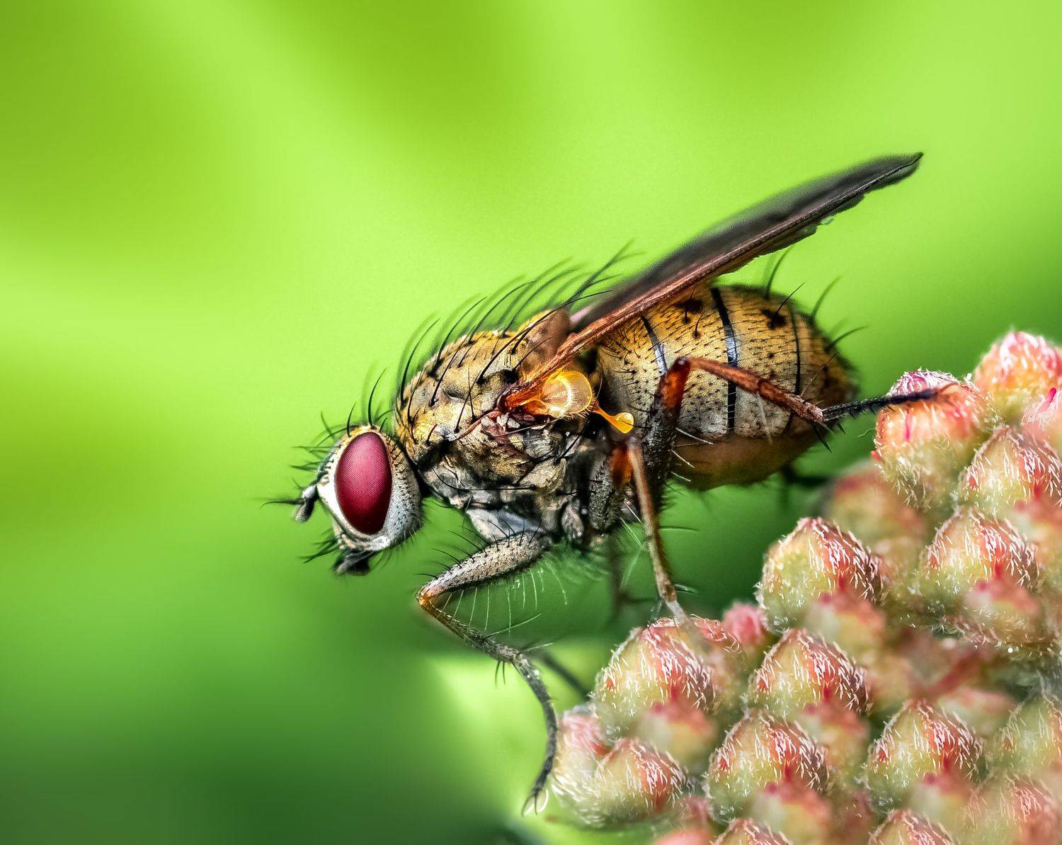 insect, beetle, bug, bugs, leaf, grass, macro, spring, love,, Atul Saluja