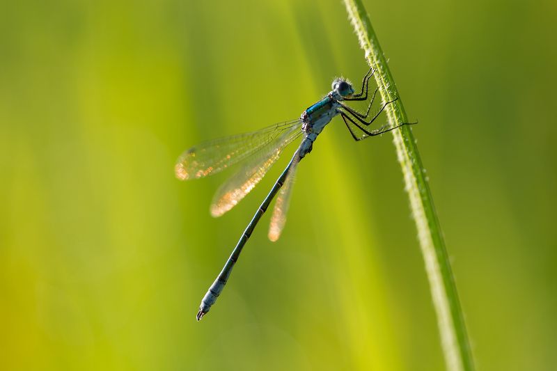 Водно конче на стрък трева рано сутриинта фото превью