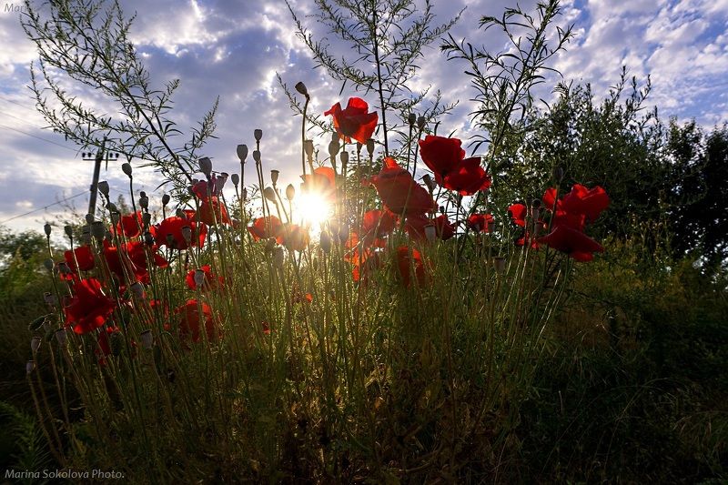 маки,цветы,закат,красота, Красные маки. фото превью
