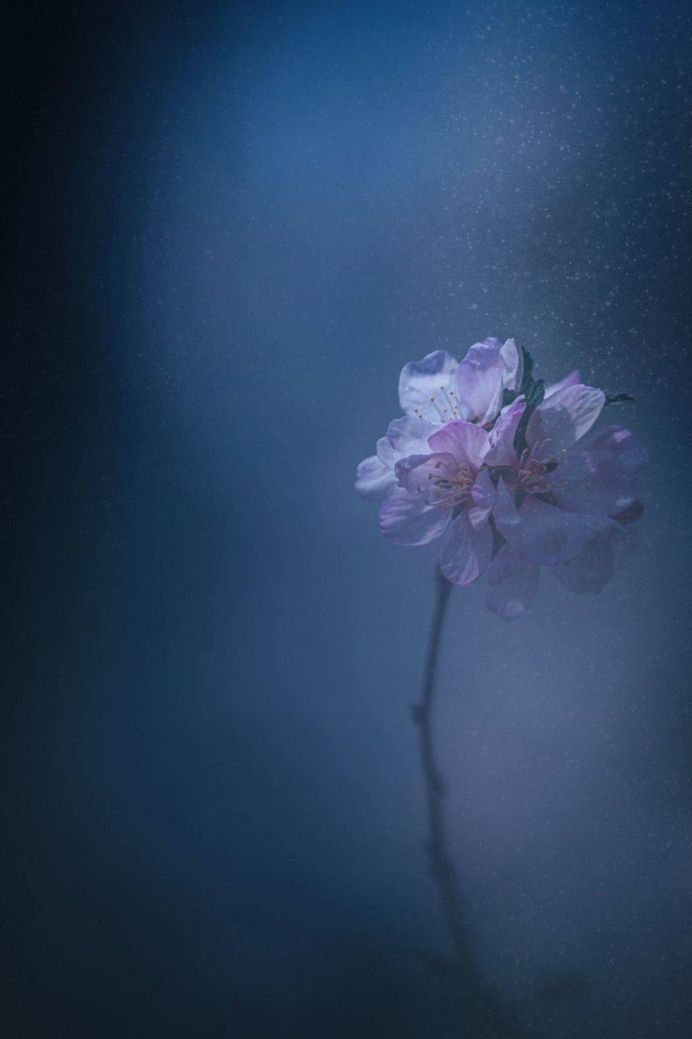 макро, macro, весна, spring, цветы, flowers, apple, яблонь, Julia Kaissa