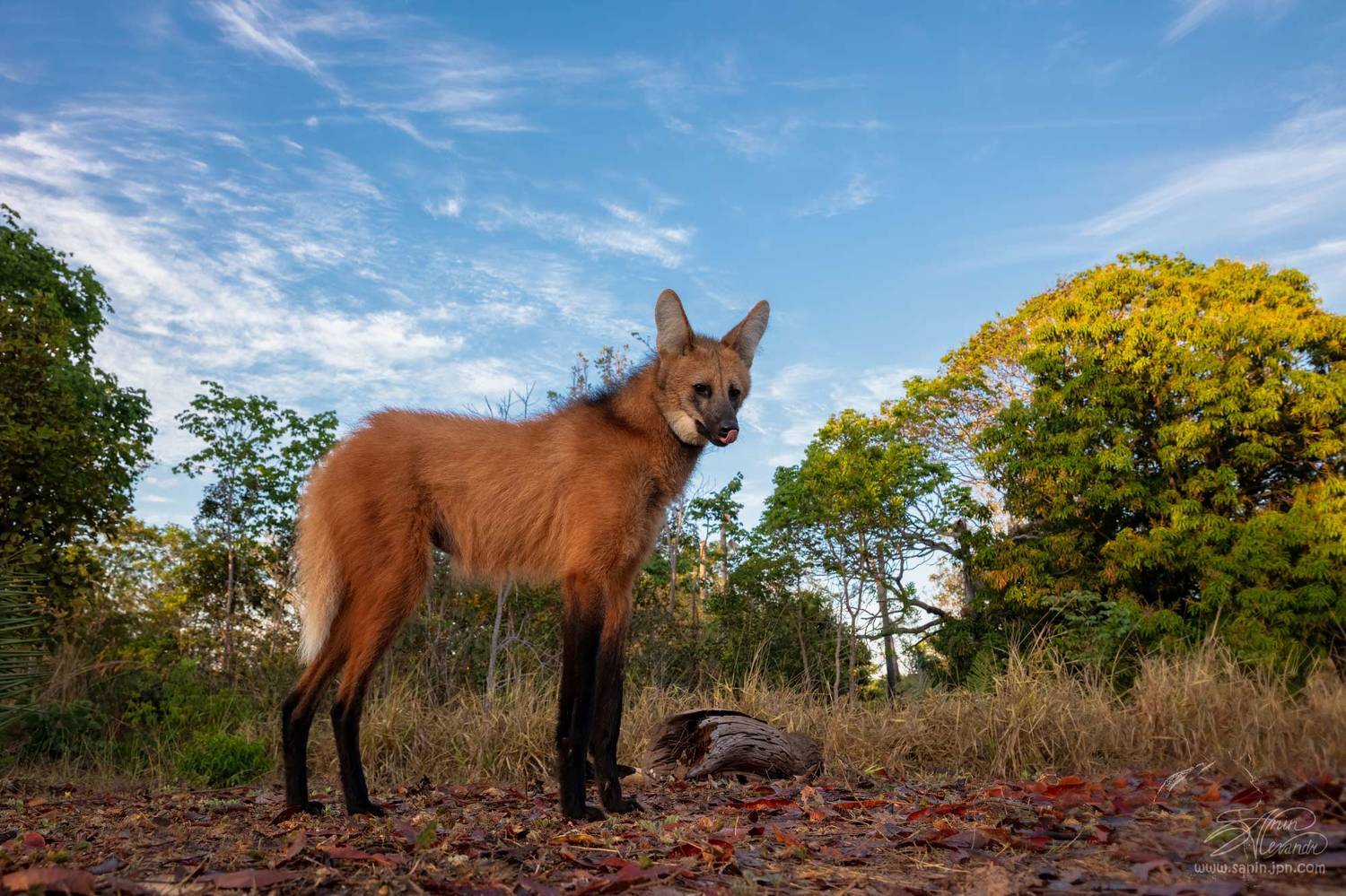 , Александр Санин