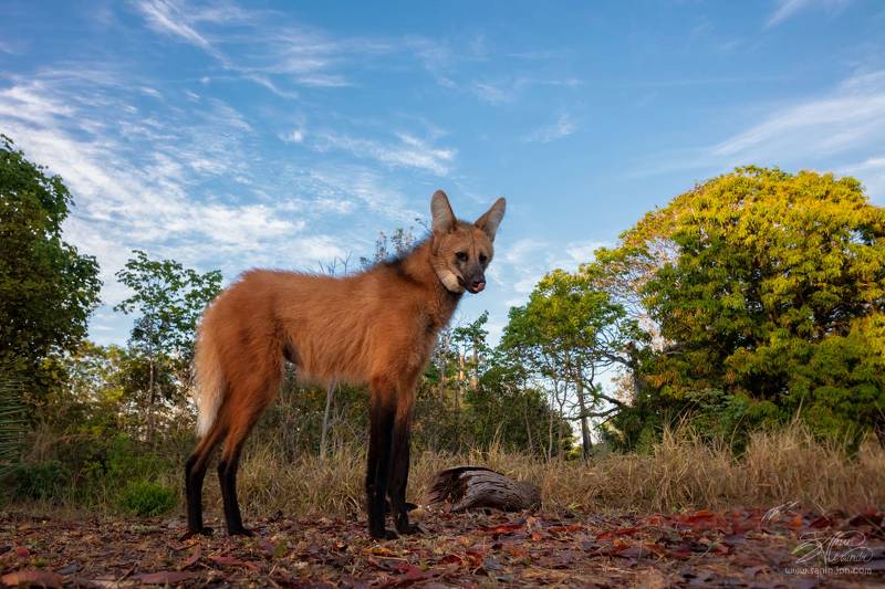 Гривистый волк фото превью