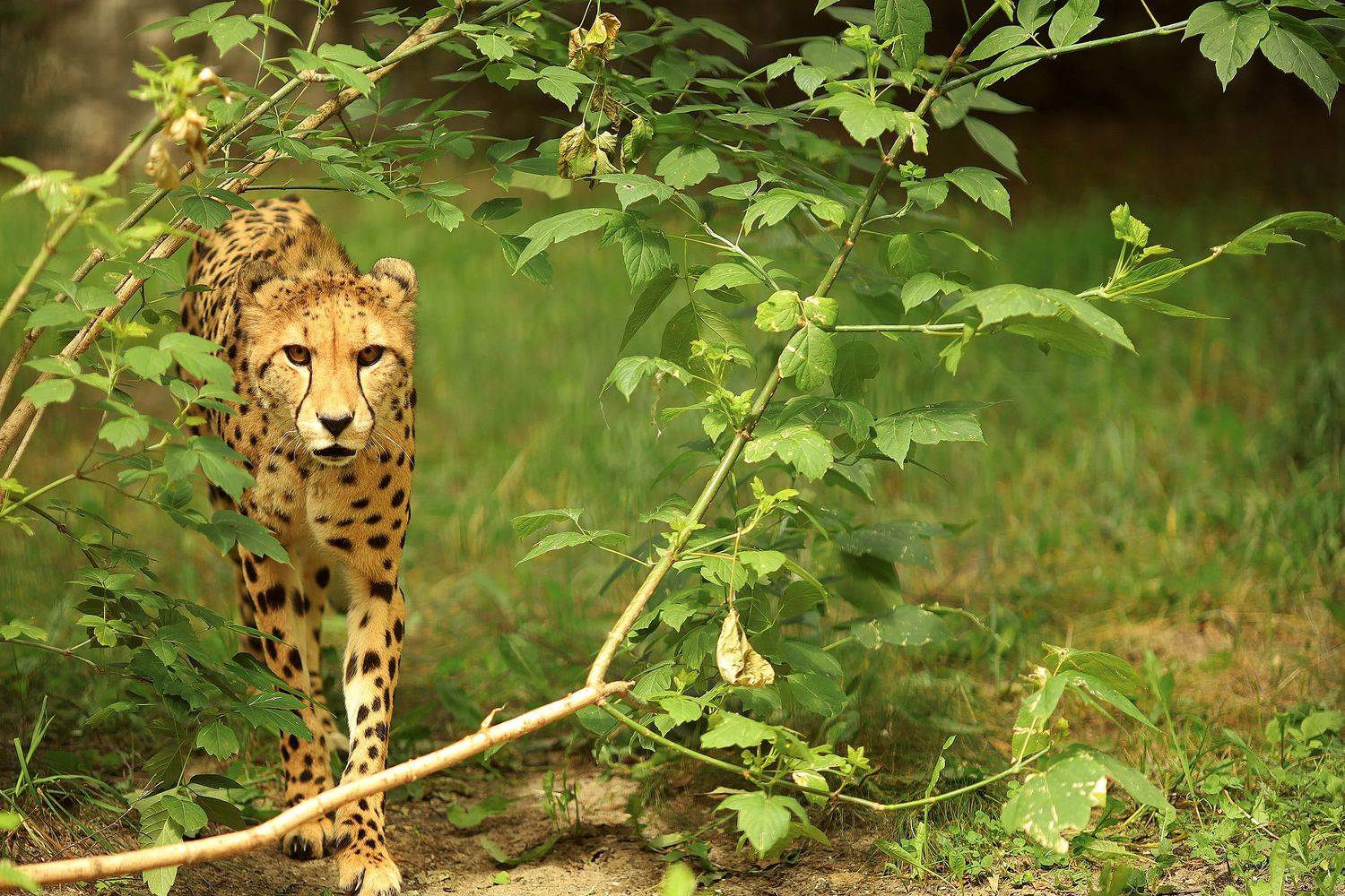 , Левина Ольга