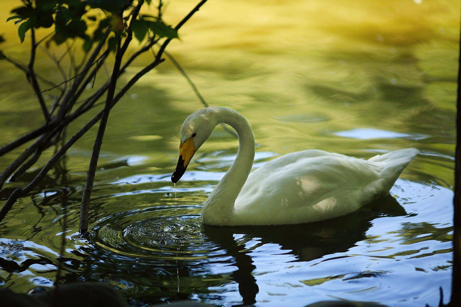 , Левина Ольга