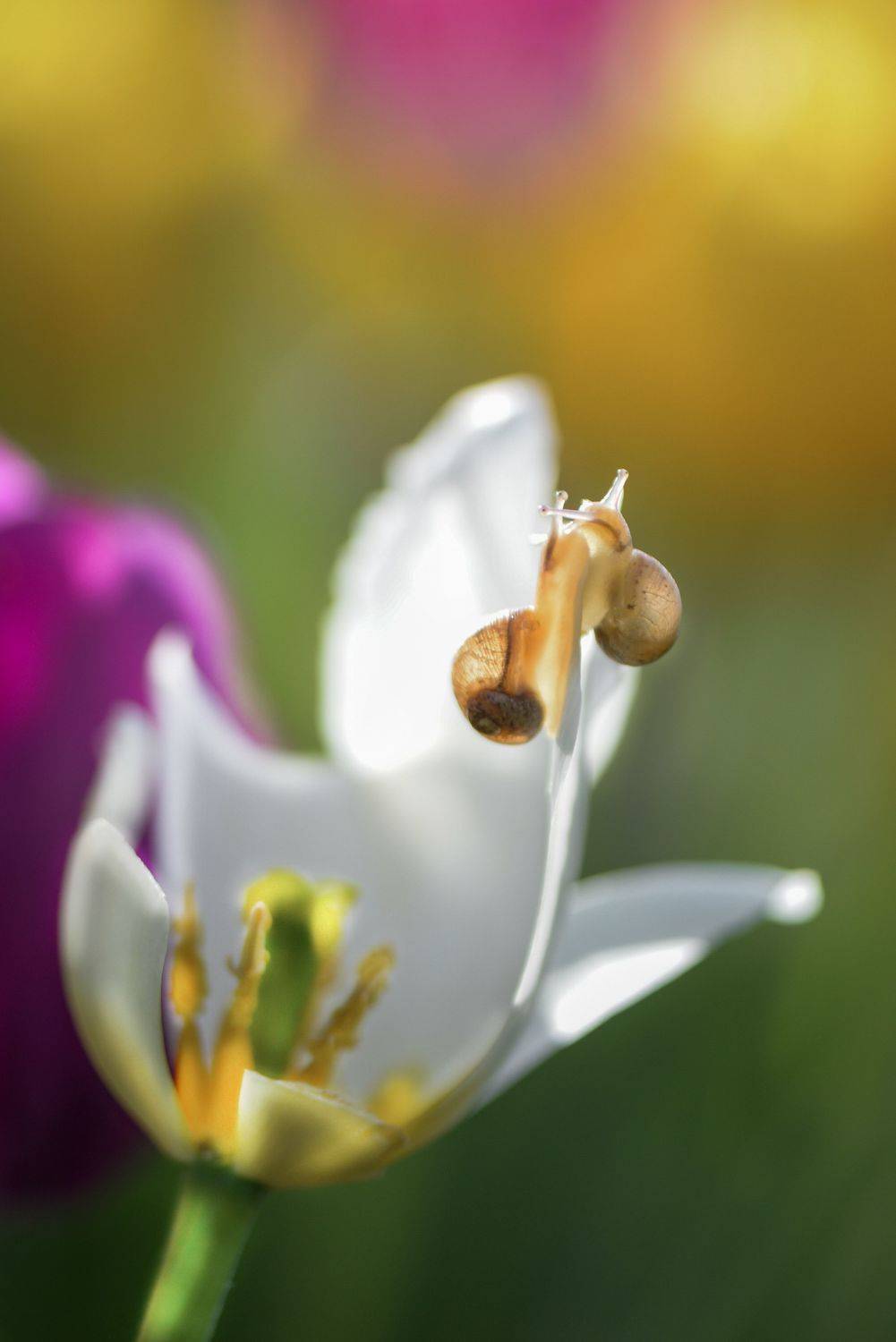 макро, макросказки, макроистории, улитки, вчувствование, созерцание, тишина, покой, лес, природа, красота,, Быканова Виктория