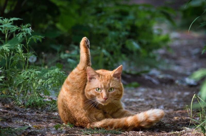 кот кот фото превью