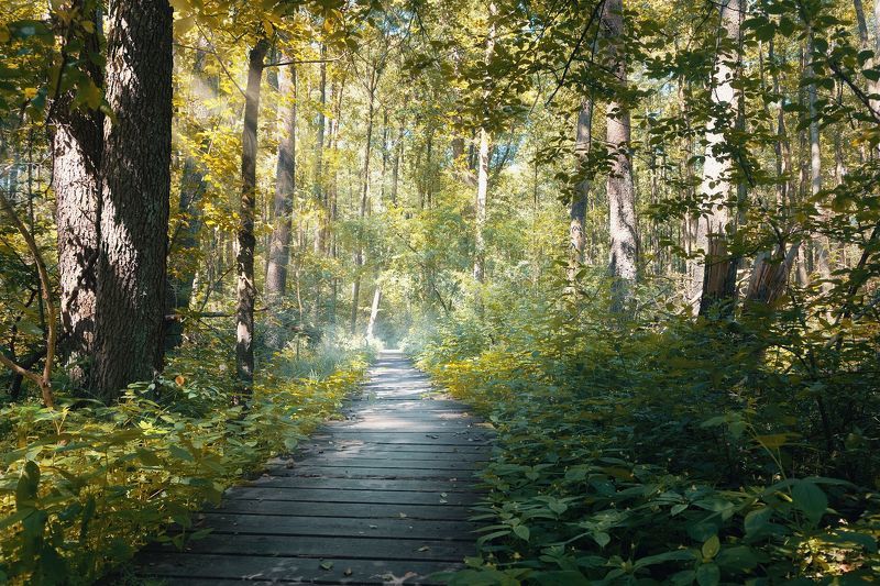 лес тропинка пейзаж леето Lublinek фото превью