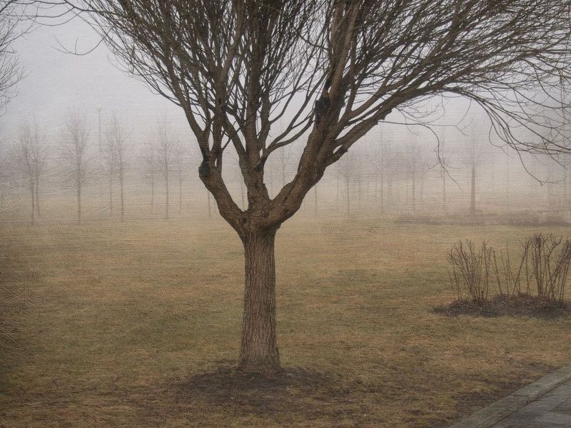 Дерева в тумане фото превью