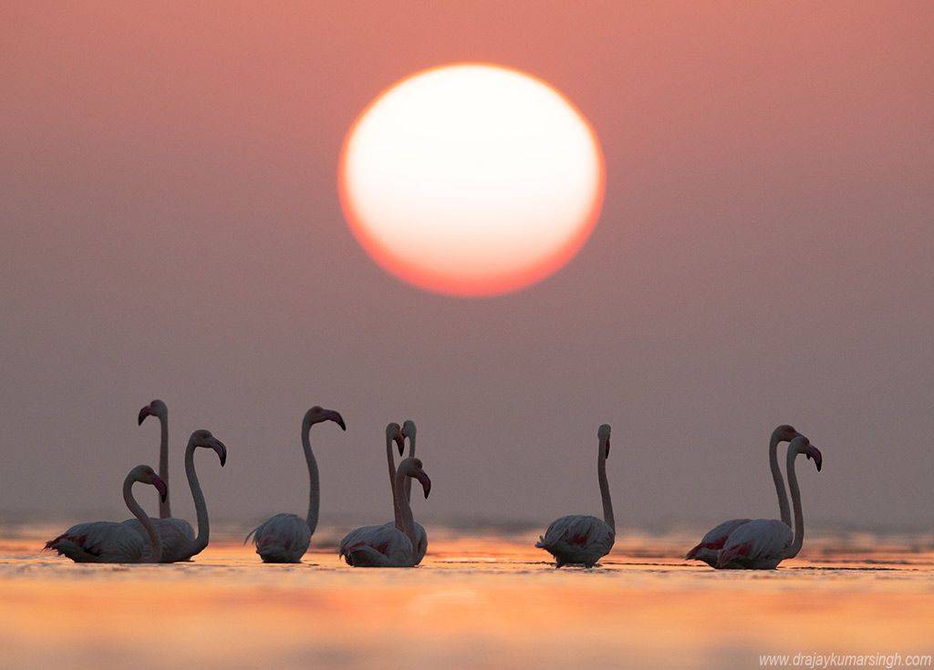 Greater flamingos, Dr Ajay Kumar Singh