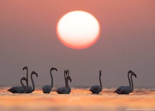 Greater flamingos