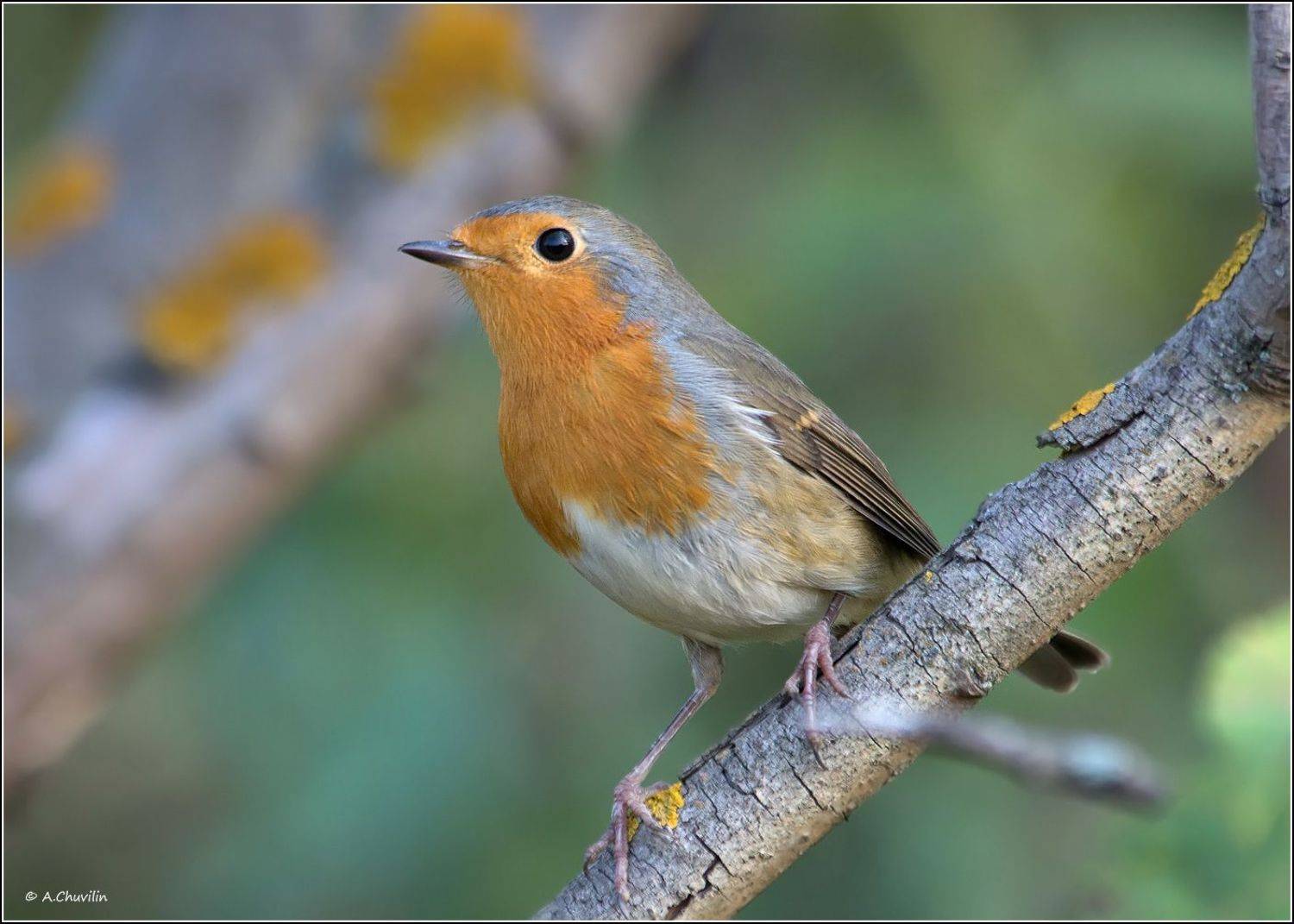 птица,малиновка,зарянка,июль, Александр Чувилин