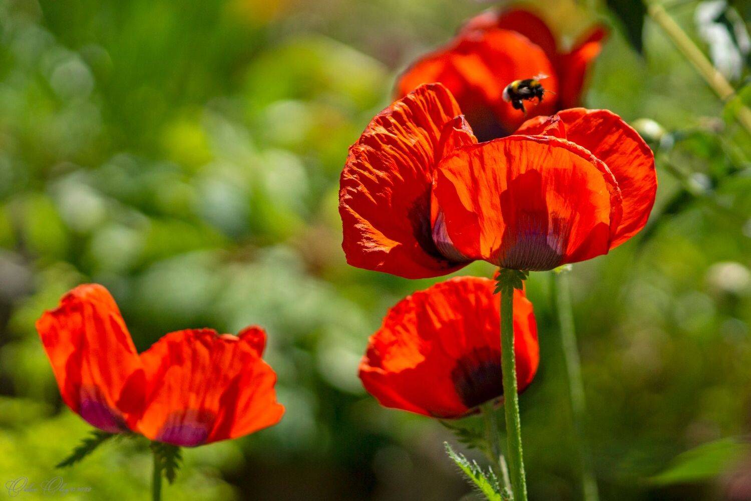 , Орлов Олег