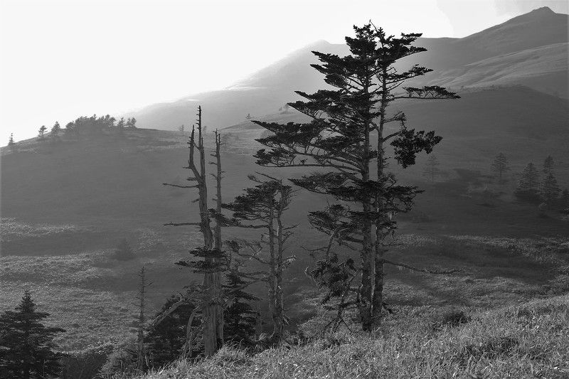 остров шикотан, курильские острова, дальний восток, пейзаж, вечнозеленые, горы, холмы, лето Остров Шикотан, по дороге из бухты Церковная. фото превью