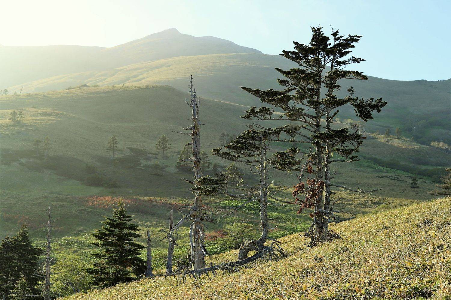 , Максимушкина Ольга