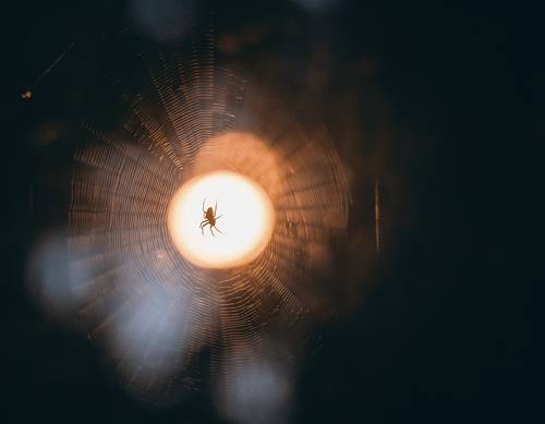 Мой наблюдательный сосед.