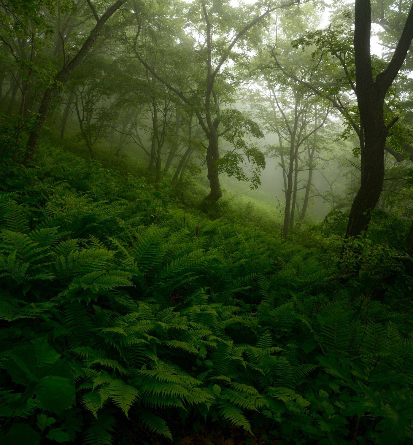 , Сергей Едуш