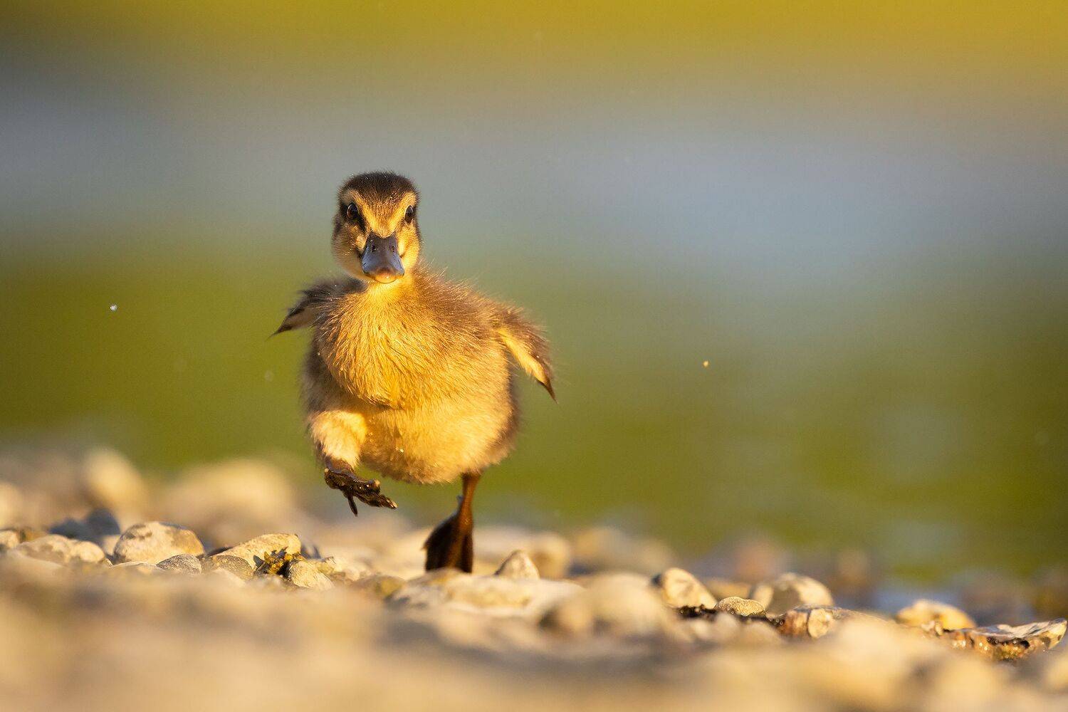 , Robert Adamec