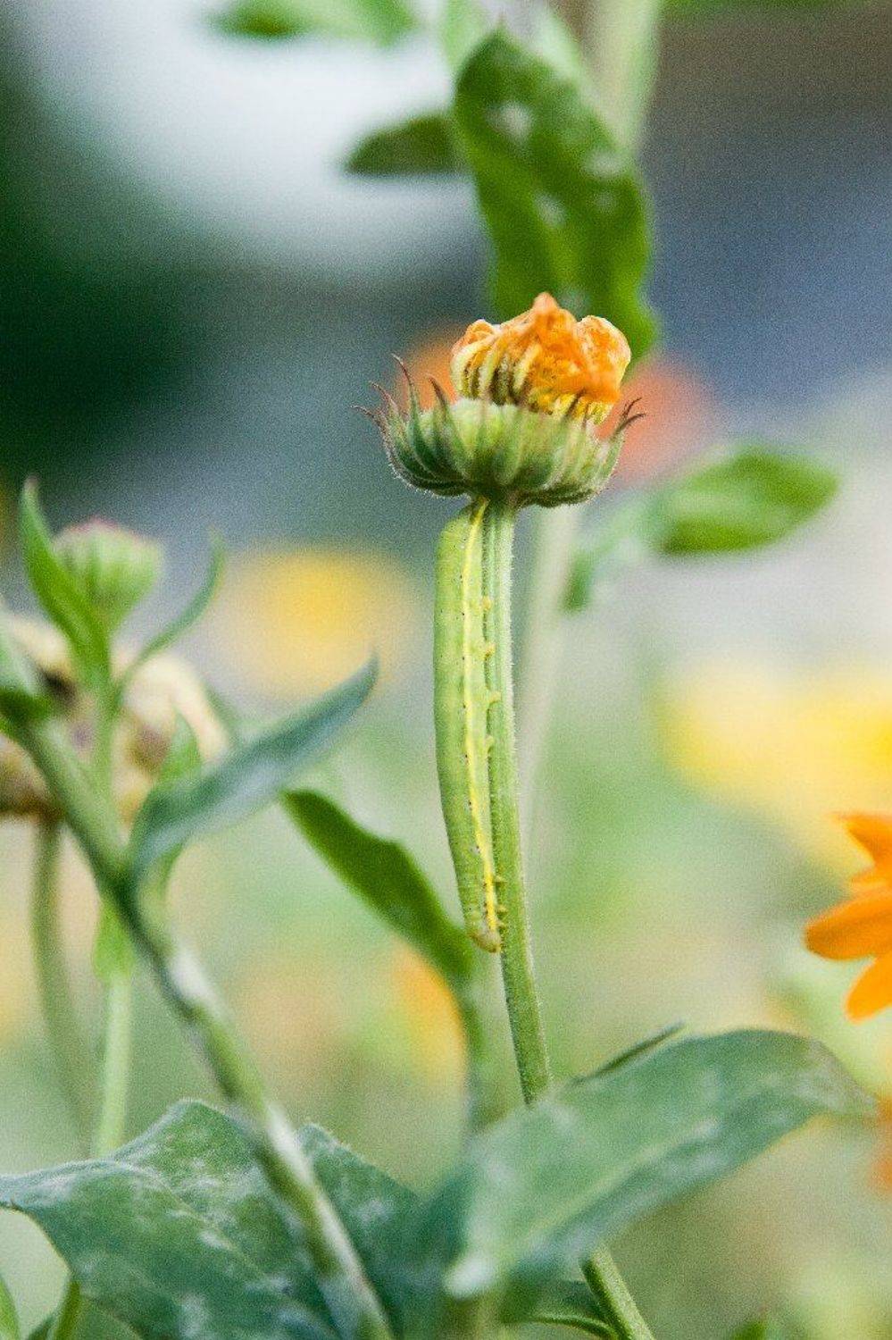 #гусеница, #трава, #природа, #макро, #цветы, Удалить Профиль