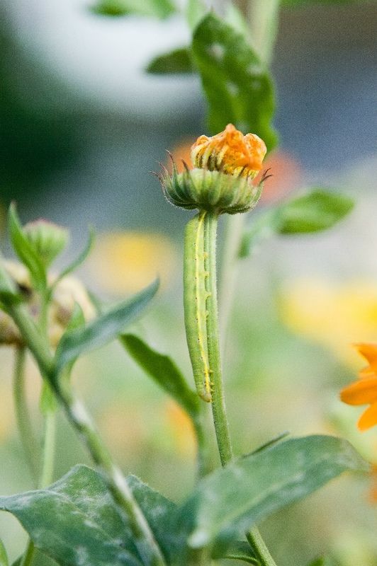 #гусеница, #трава, #природа, #макро, #цветы Невидимка фото превью