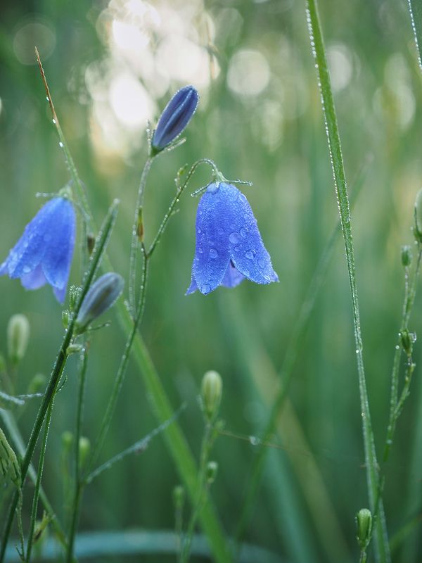 Колокольчики фото превью