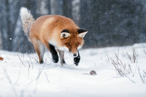 Жизнь на волоске