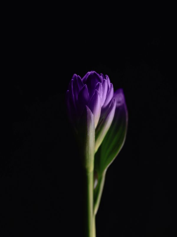 Хоста фото превью