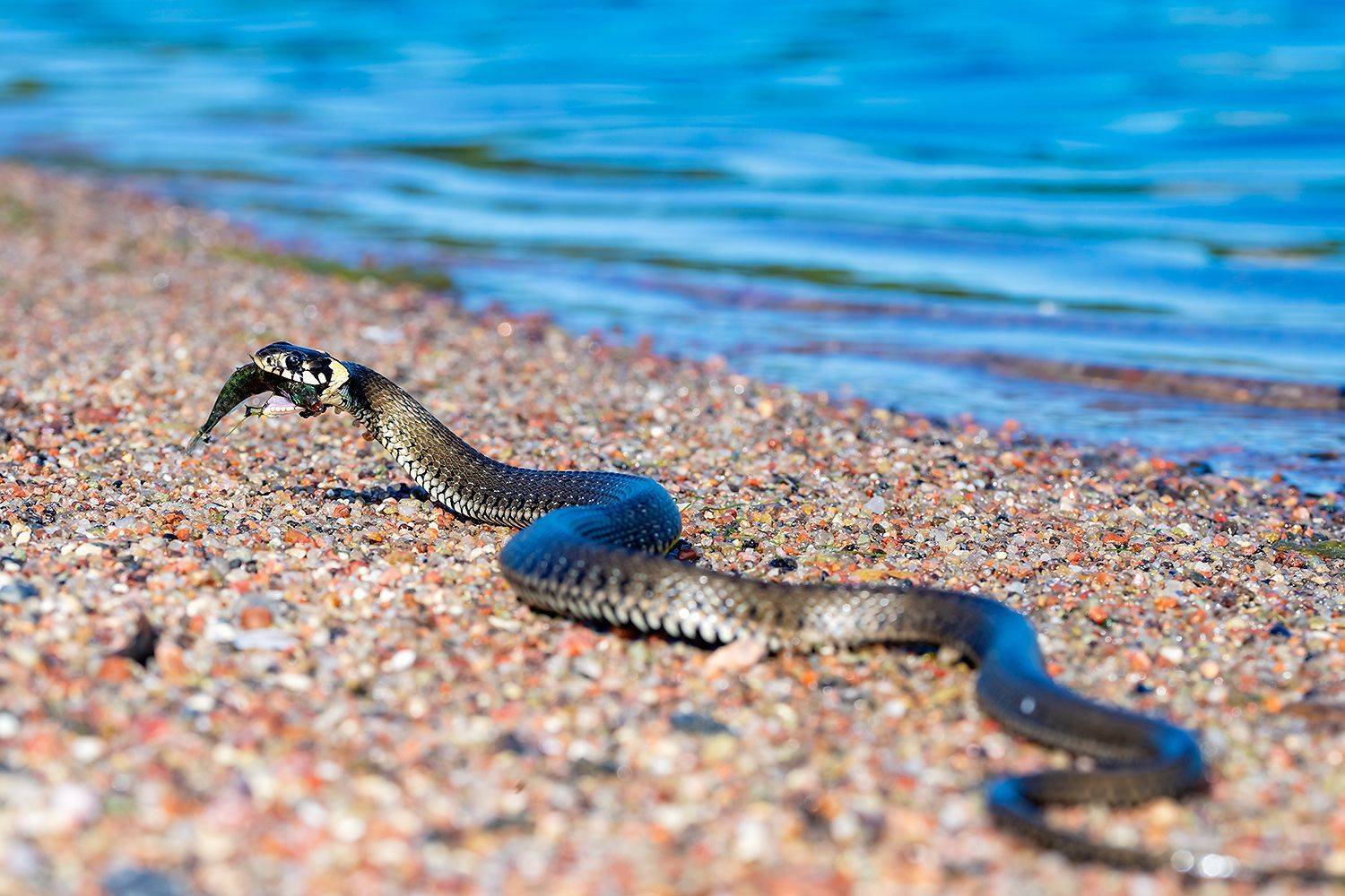 , Александр Абросимов
